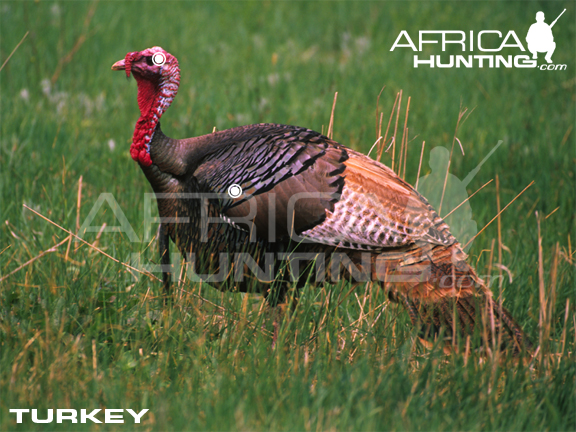 turkey-hunting-vitals.jpg