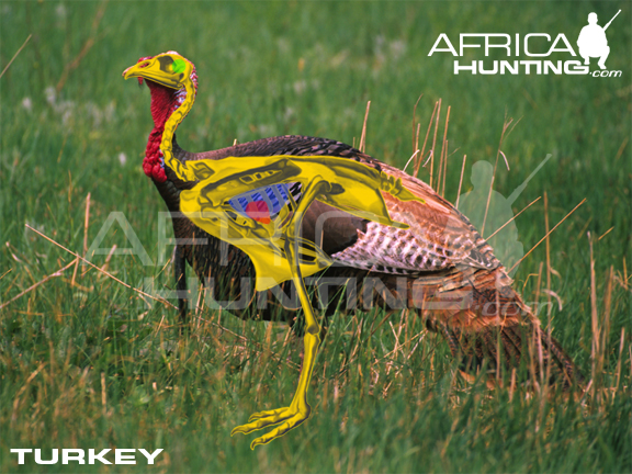 Hunting Turkey Africahunting Com