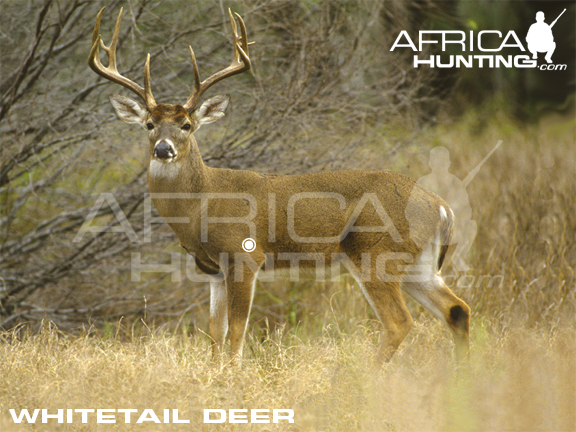 whitetail-deer-hunting-vitals.jpg