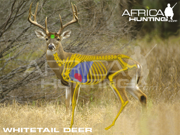 whitetail-deer-vitals-hunting.jpg