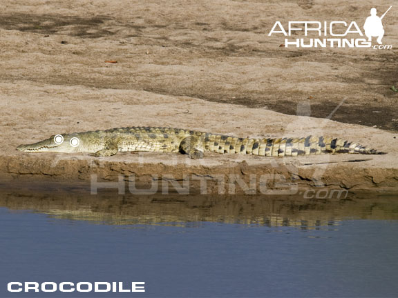 crocodile_perfect_shot.jpg