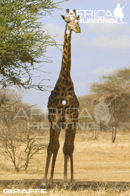 giraffe_shot_placement_2.jpg