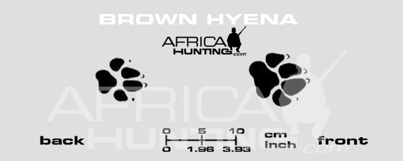 brown-hyena-tracks.jpg