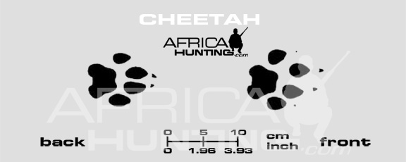 cheetah-tracks.jpg