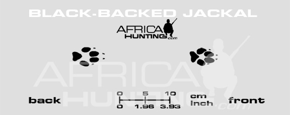 jackal-tracks.jpg