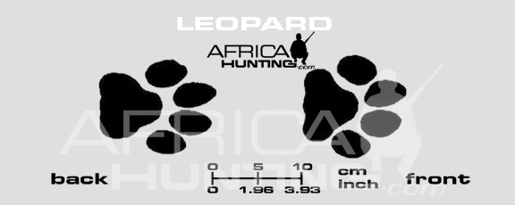 leopard-tracks.jpg