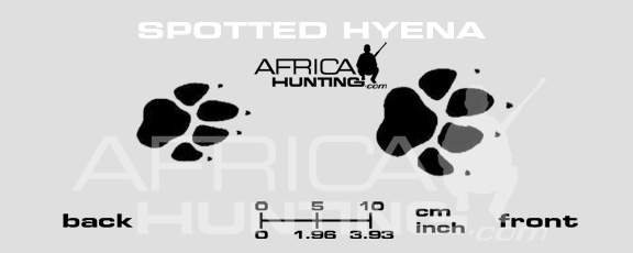 spotted-hyena-tracks.jpg