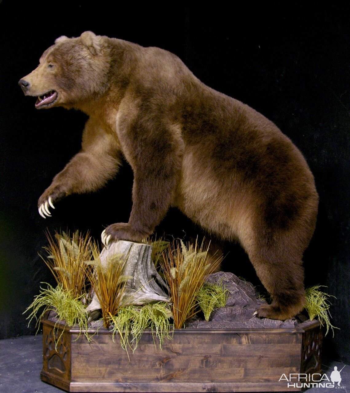 10' Brown Bear Full Mount Taxidermy