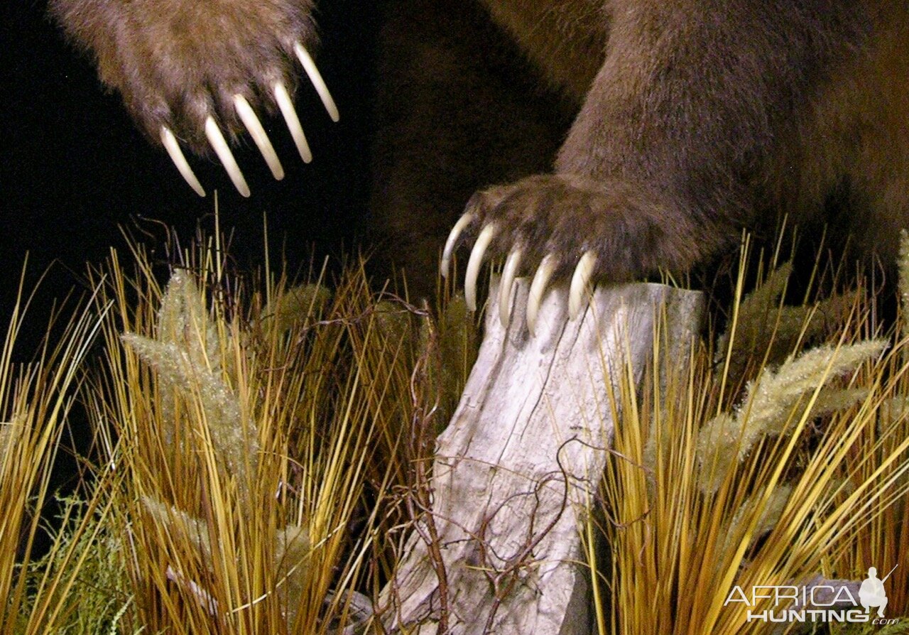 10' Brown Bear Full Mount Taxidermy