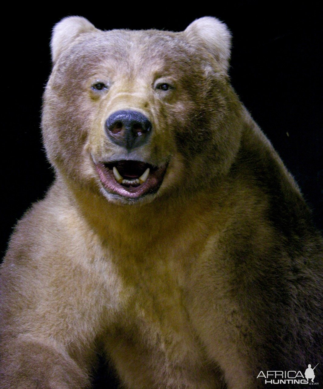 10' Brown Bear Full Mount Taxidermy