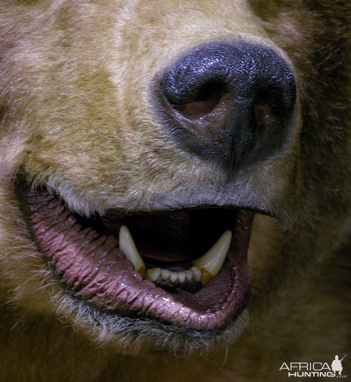 10' Brown Bear Full Mount Taxidermy