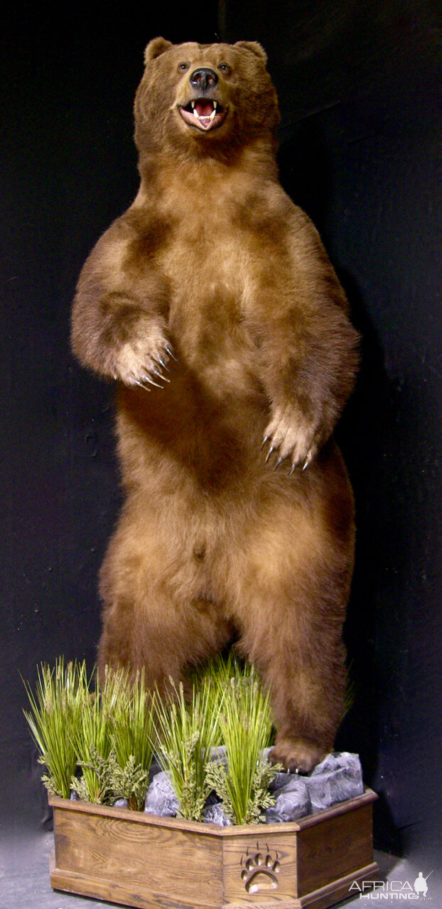 10 Foot Brown Bear Full Mount Taxidermy