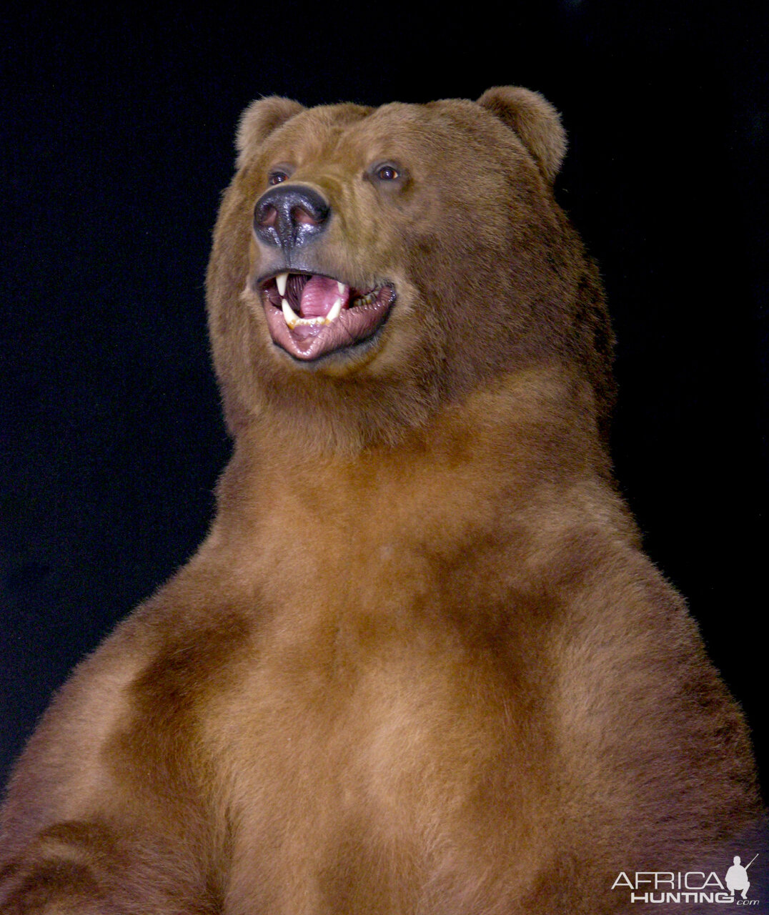 10 Foot Brown Bear Full Mount Taxidermy