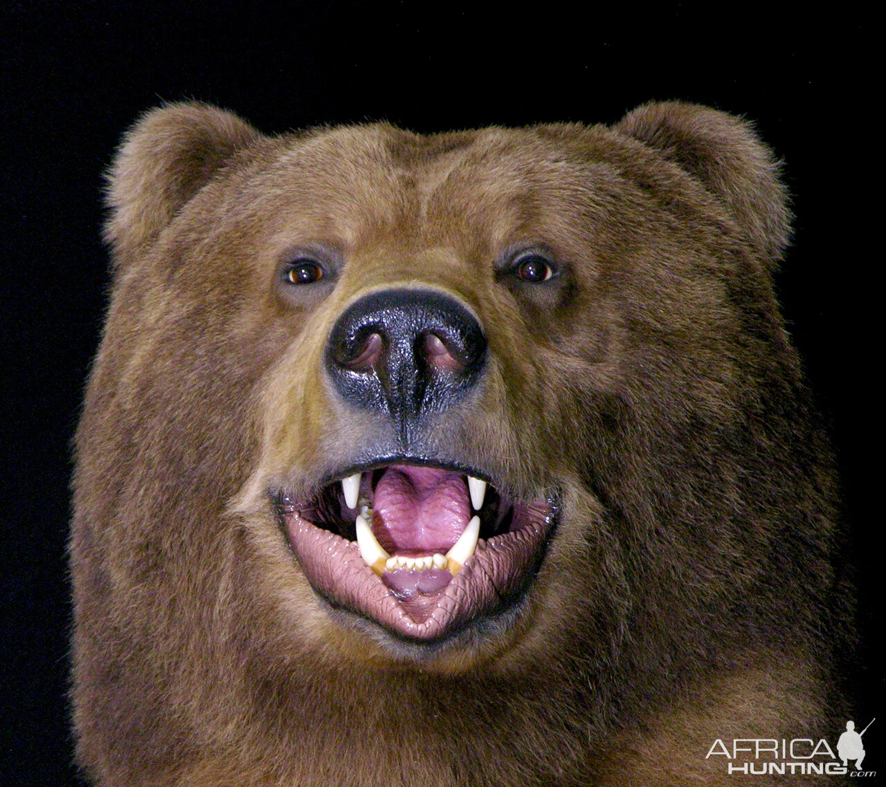 10 Foot Brown Bear Full Mount Taxidermy