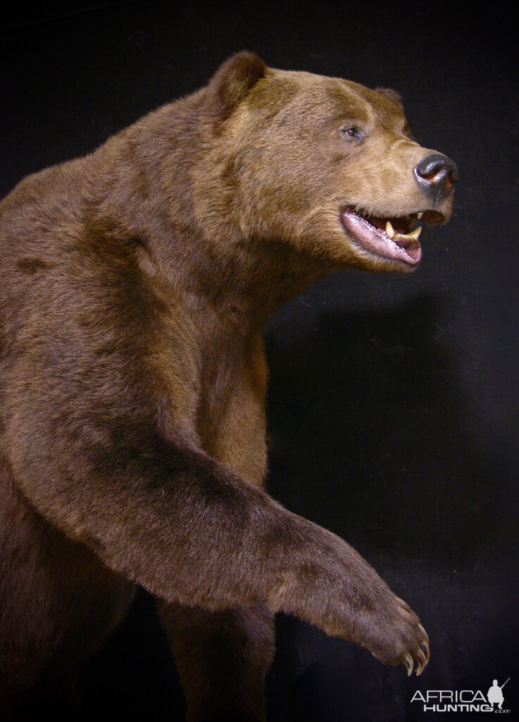 10 Footer Brown Bear Full Mount Taxidermy