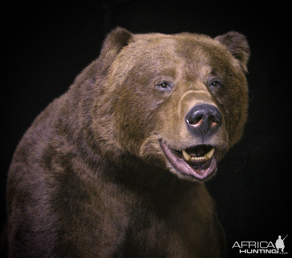 10 Footer Brown Bear Full Mount Taxidermy