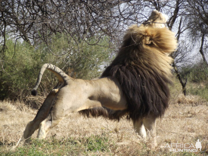 100% Lion, South Africa