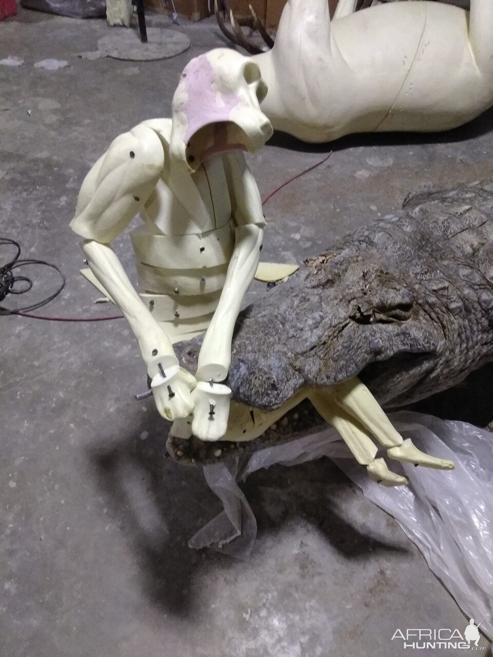 13+' Croc & Baboon Taxidermy Process