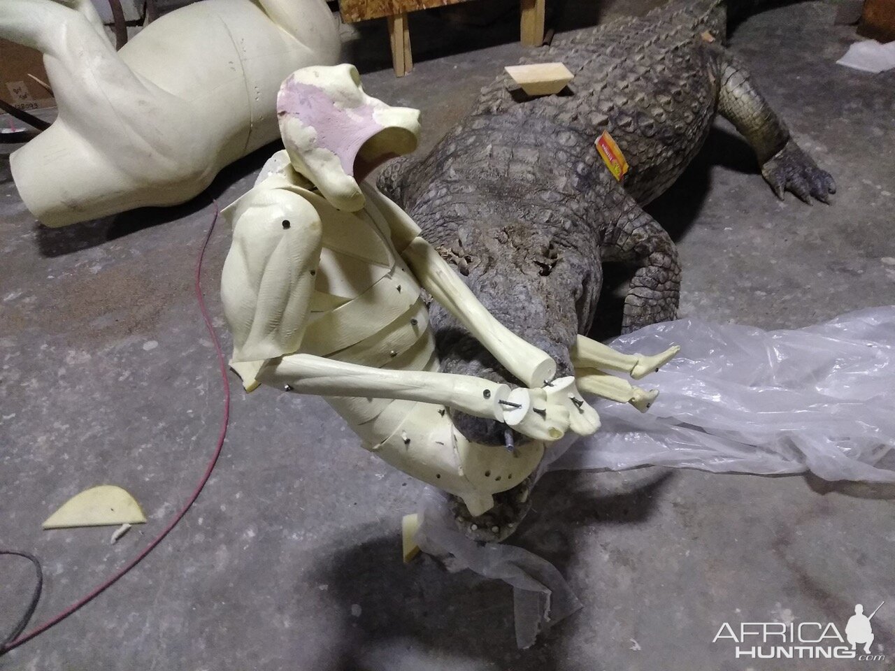 13+' Croc & Baboon Taxidermy Process