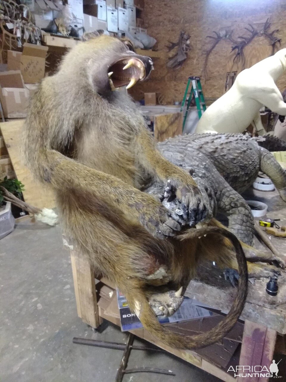 13+' Croc & Baboon Taxidermy Process