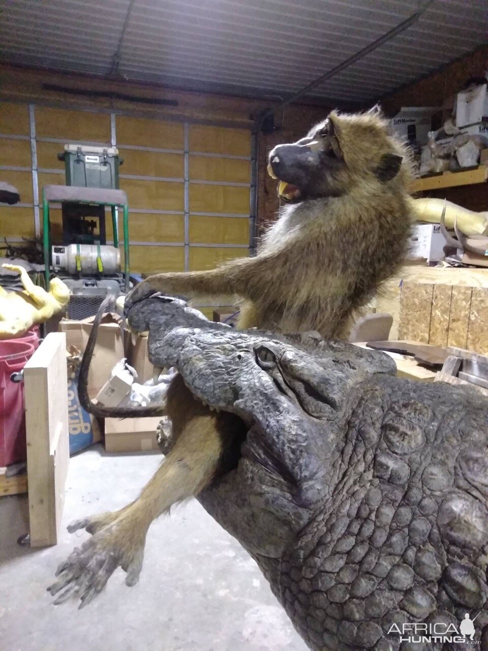 13+' Croc & Baboon Taxidermy Process