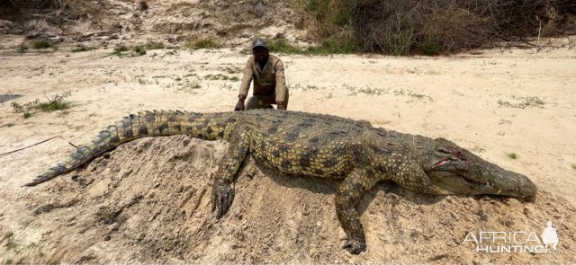 15.2 Feet Crocodile Hunt Caprivi Namibia