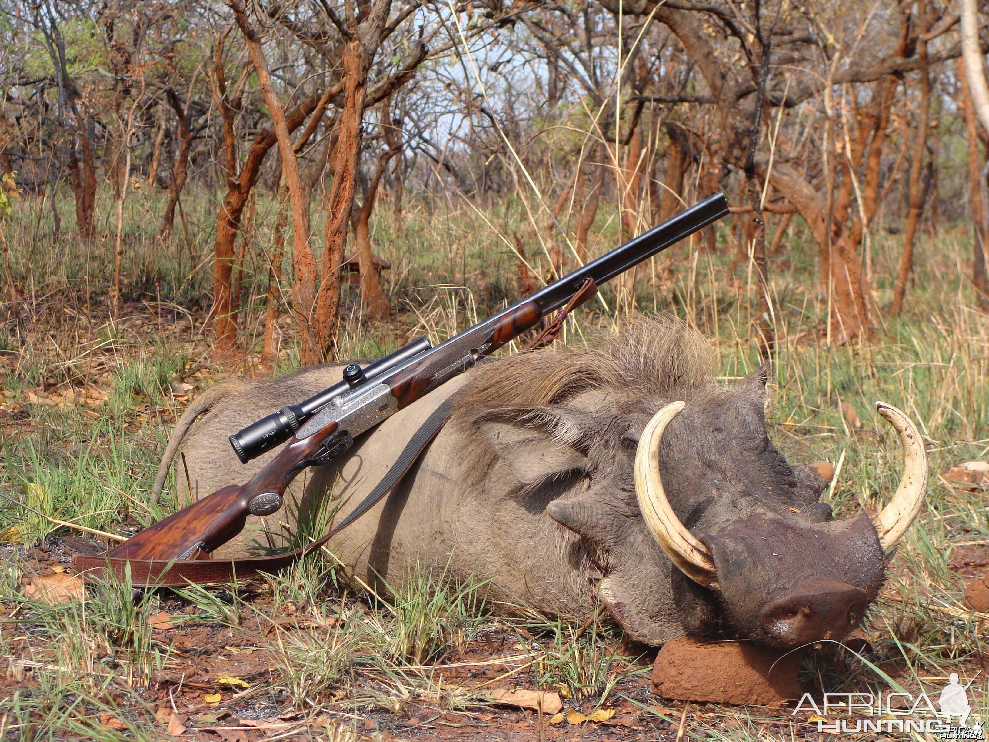 16.5 inch Warthog hunted in CAR with Central African Wildlife Adventures