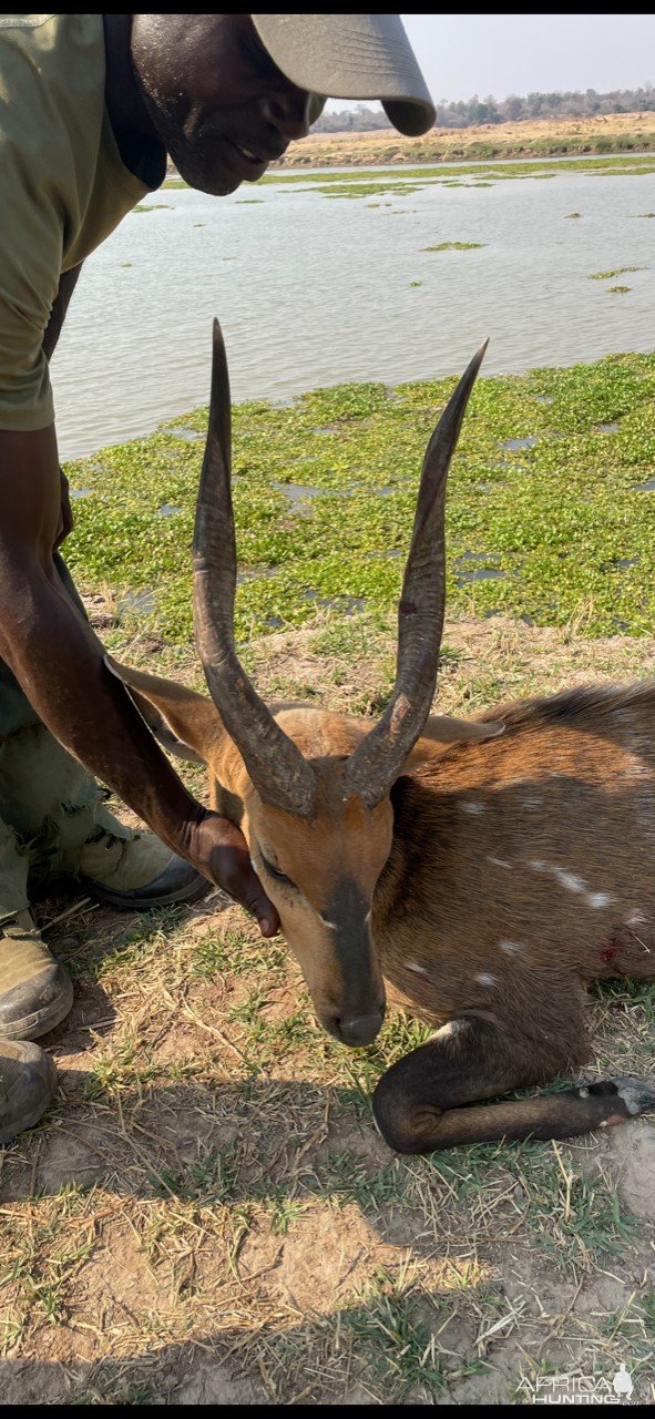 17 Inche Bushbuck Hunting Zimbabwe