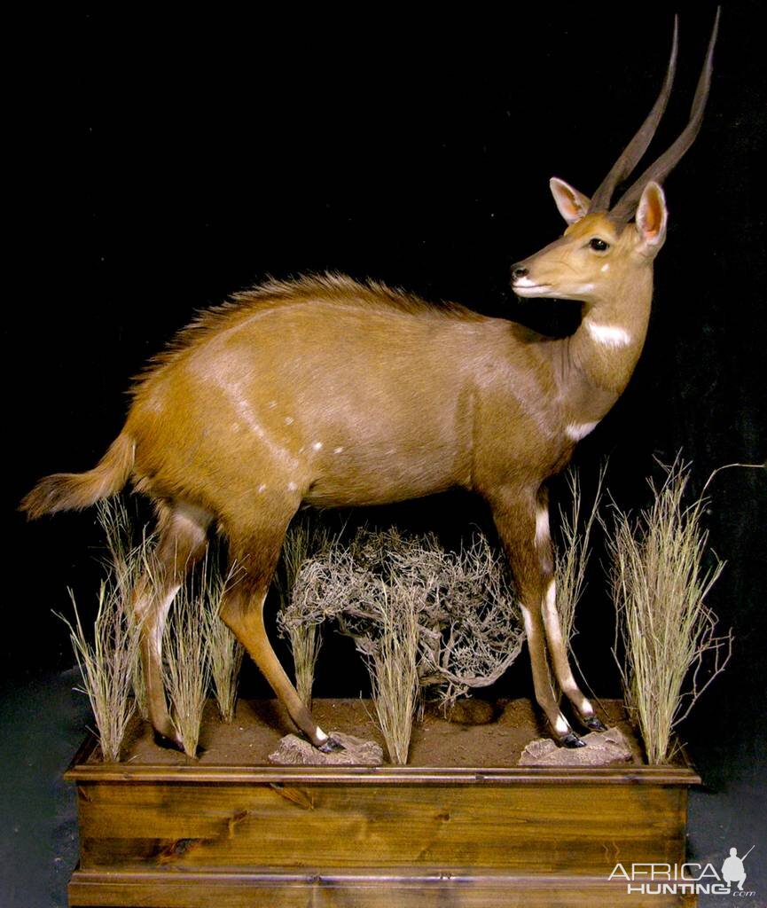 18" Inch Bushbuck Full Mount Taxidermy