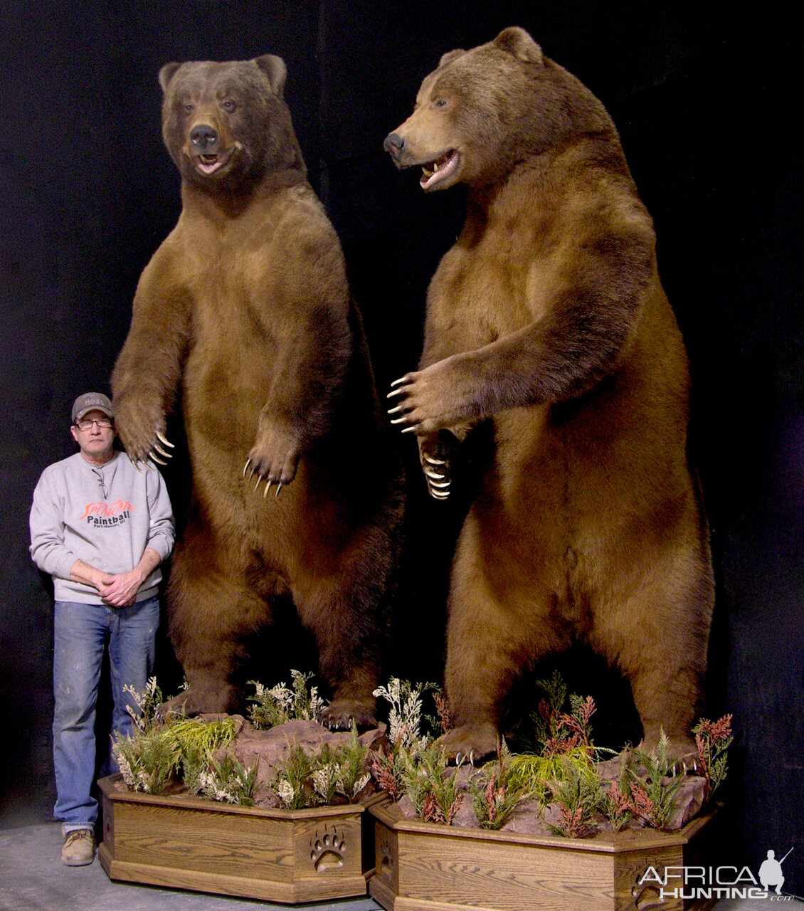 brown bear mounts for sale