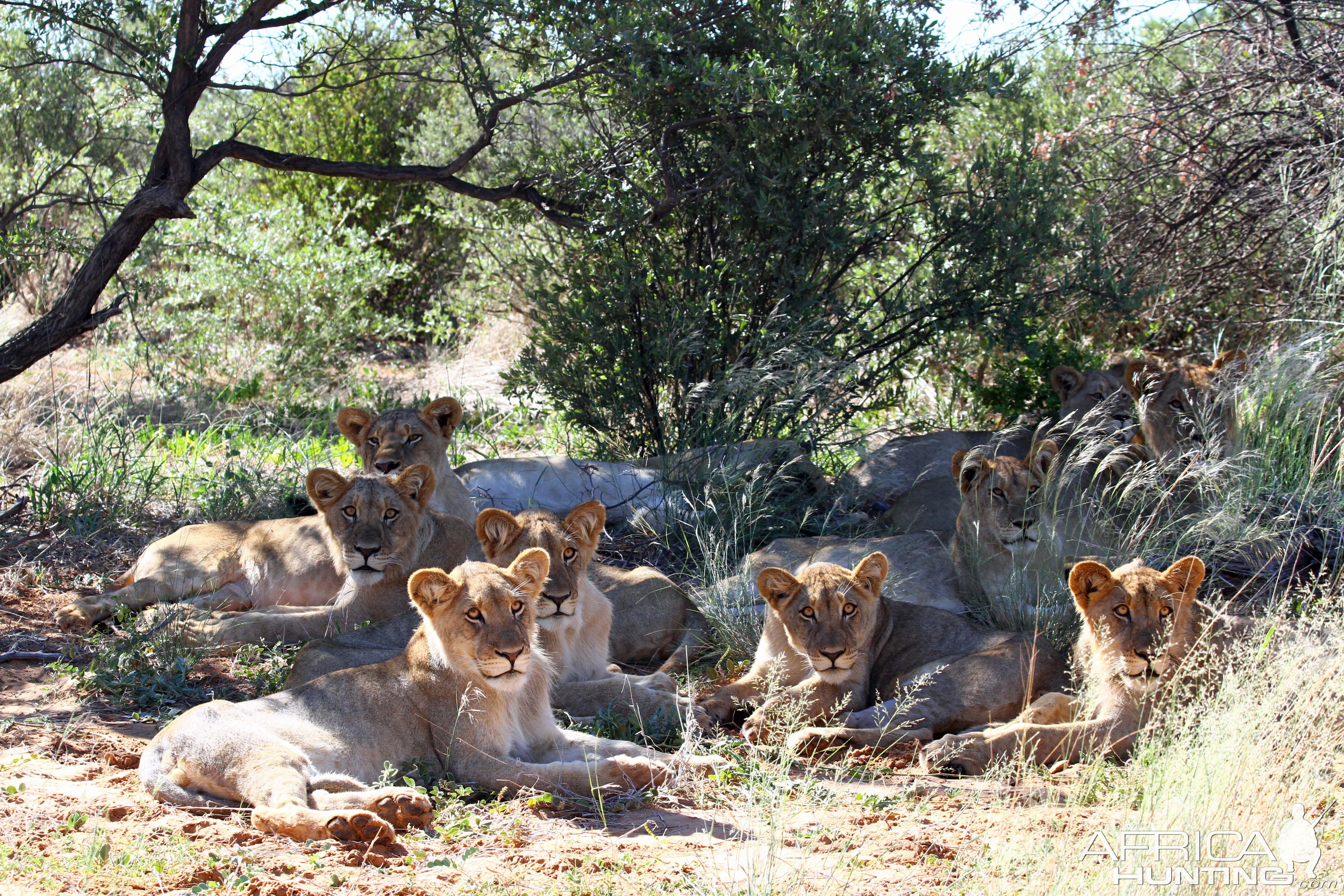 2018 Father and sons safari 17 lionesses and cubs