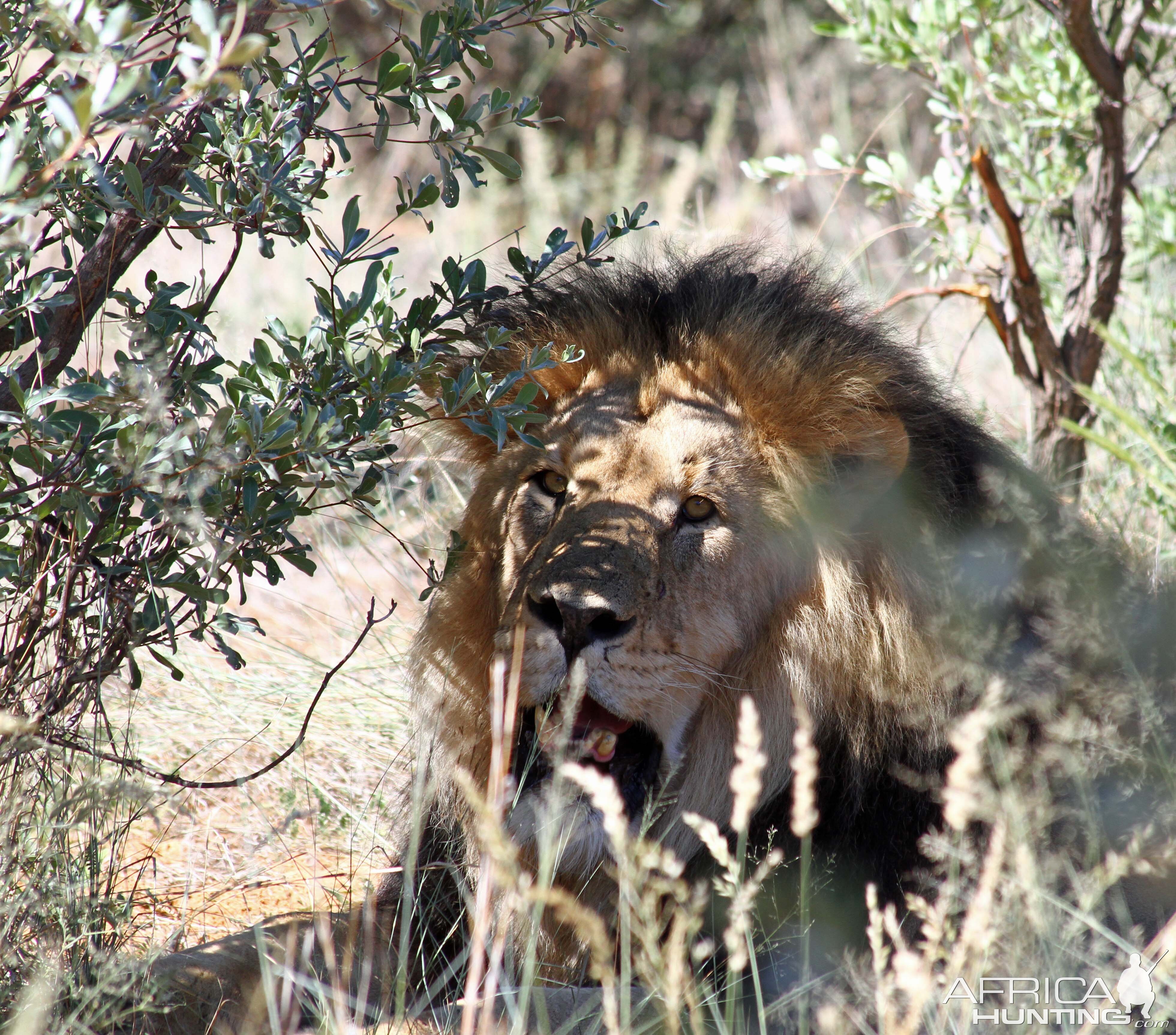 2018 Father and sons safari, Big male Lion