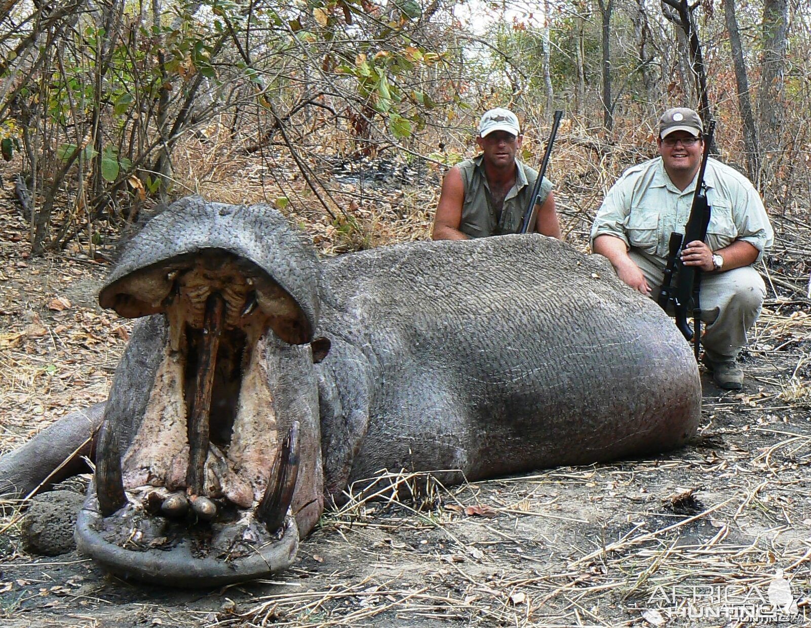 28" hippo.... all shot on land, good sport!!