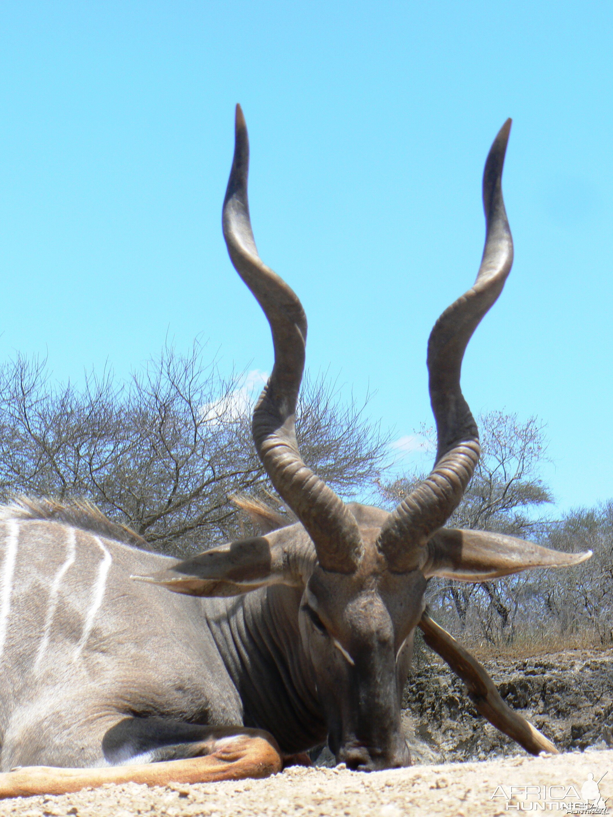 28" Lesser Kudu hunted in Tanzania