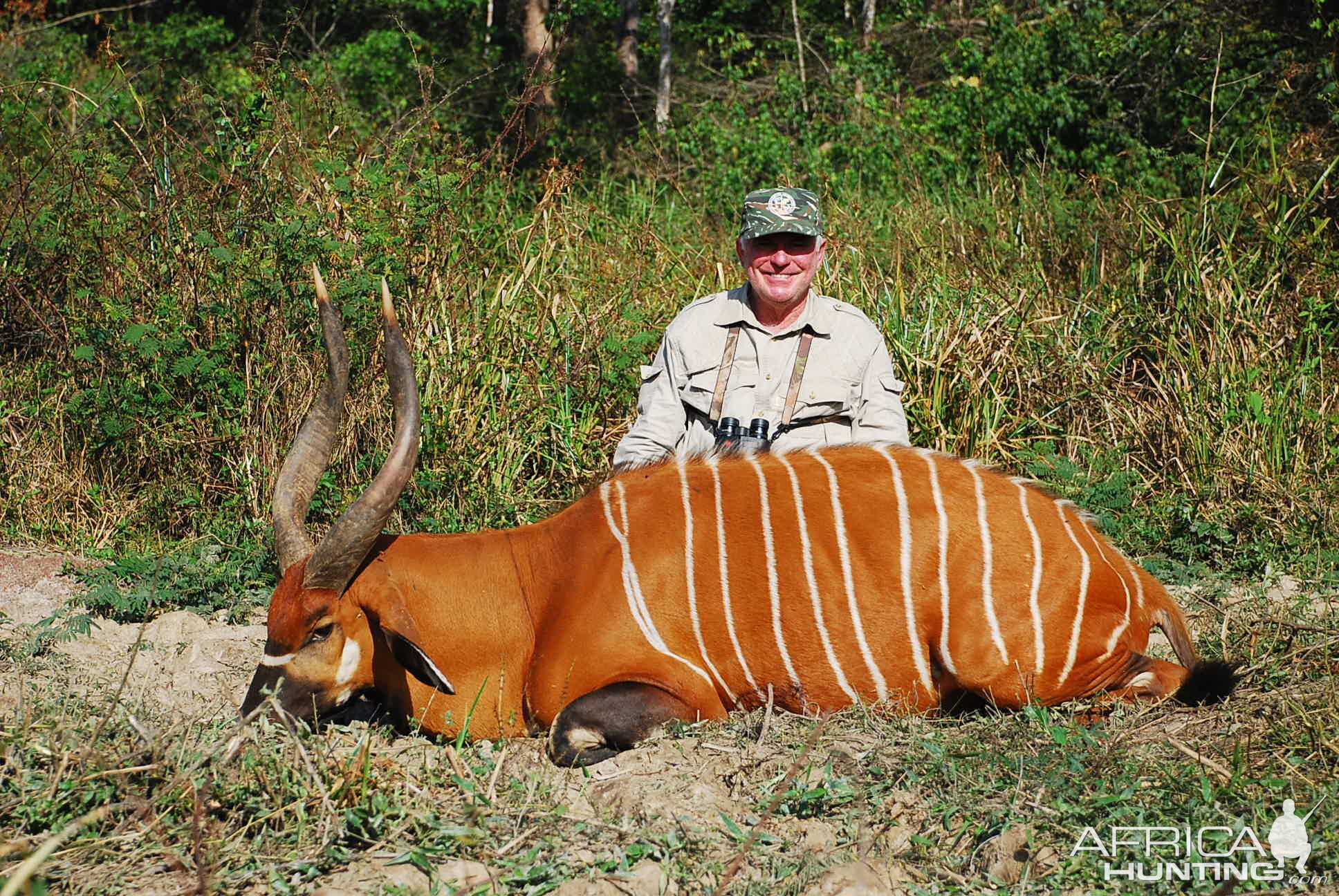 29 inch Bongo hunted in CAR with Central African Wildlife Adventures