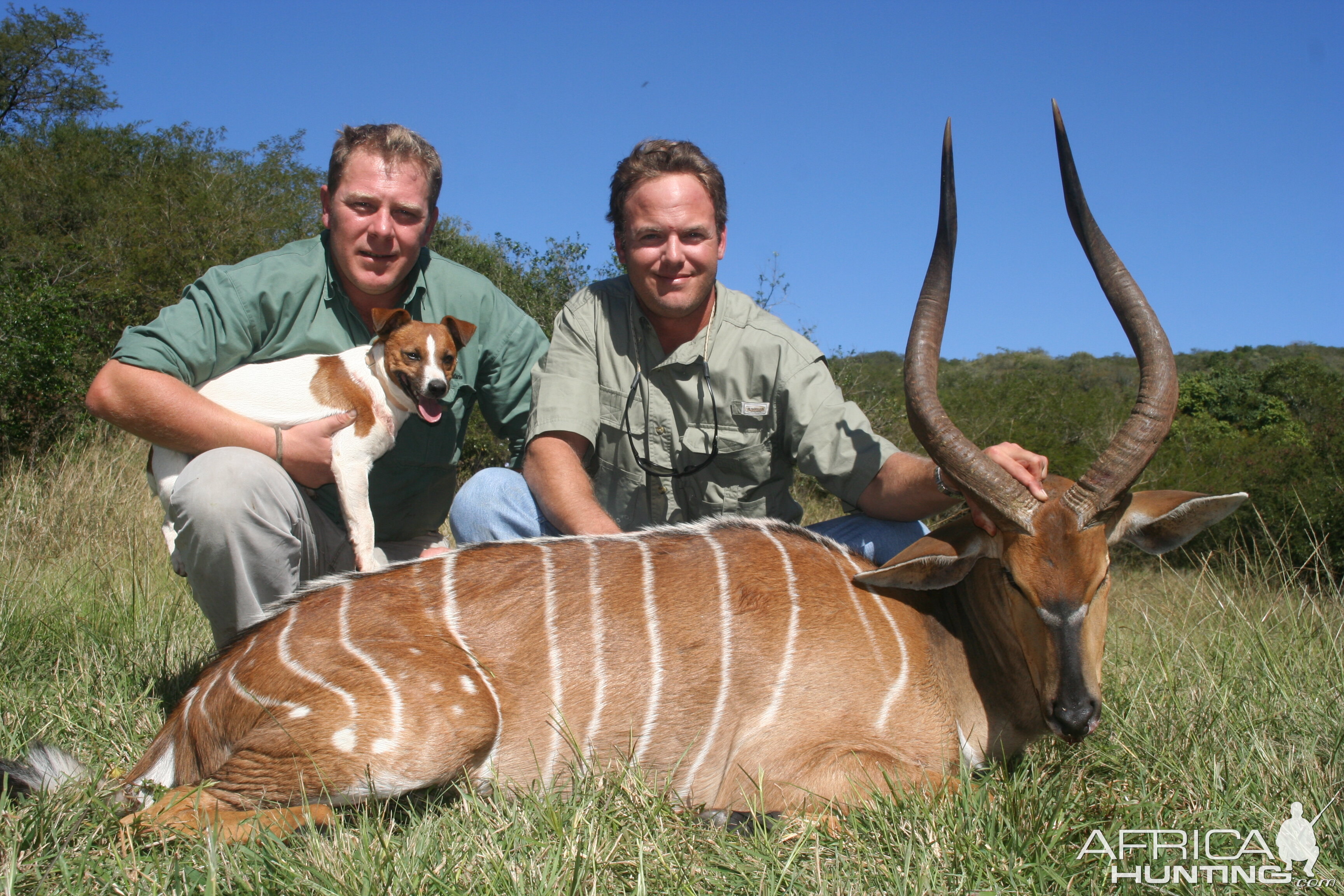 nyala bull