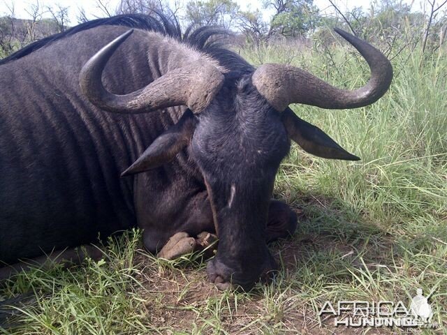 29" wildebeest hunted with HGS