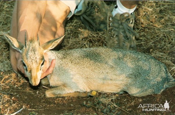 3 inch Damara Dik Dik