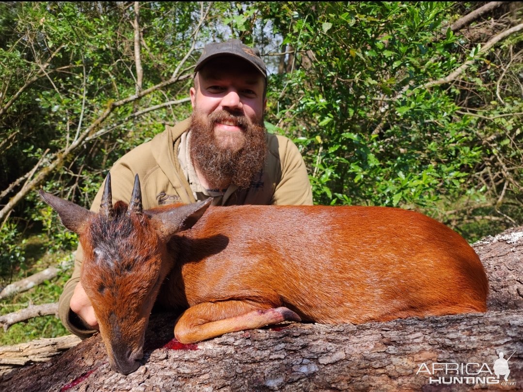 3 Inch Red Duiker Hunt South Africa