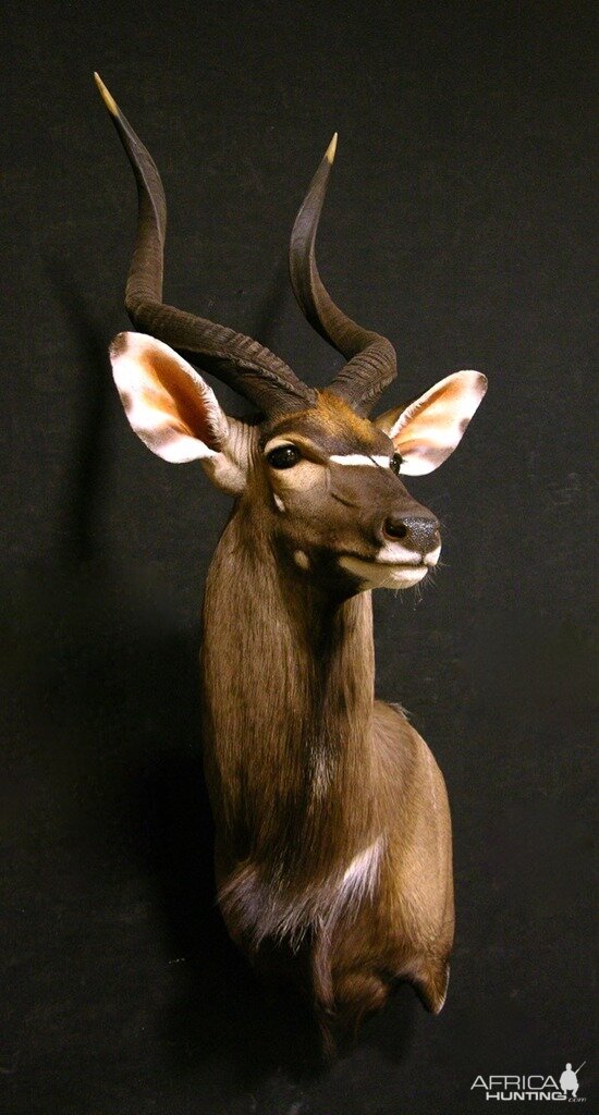 30" Inch Nyala Shoulder Mount Taxidermy