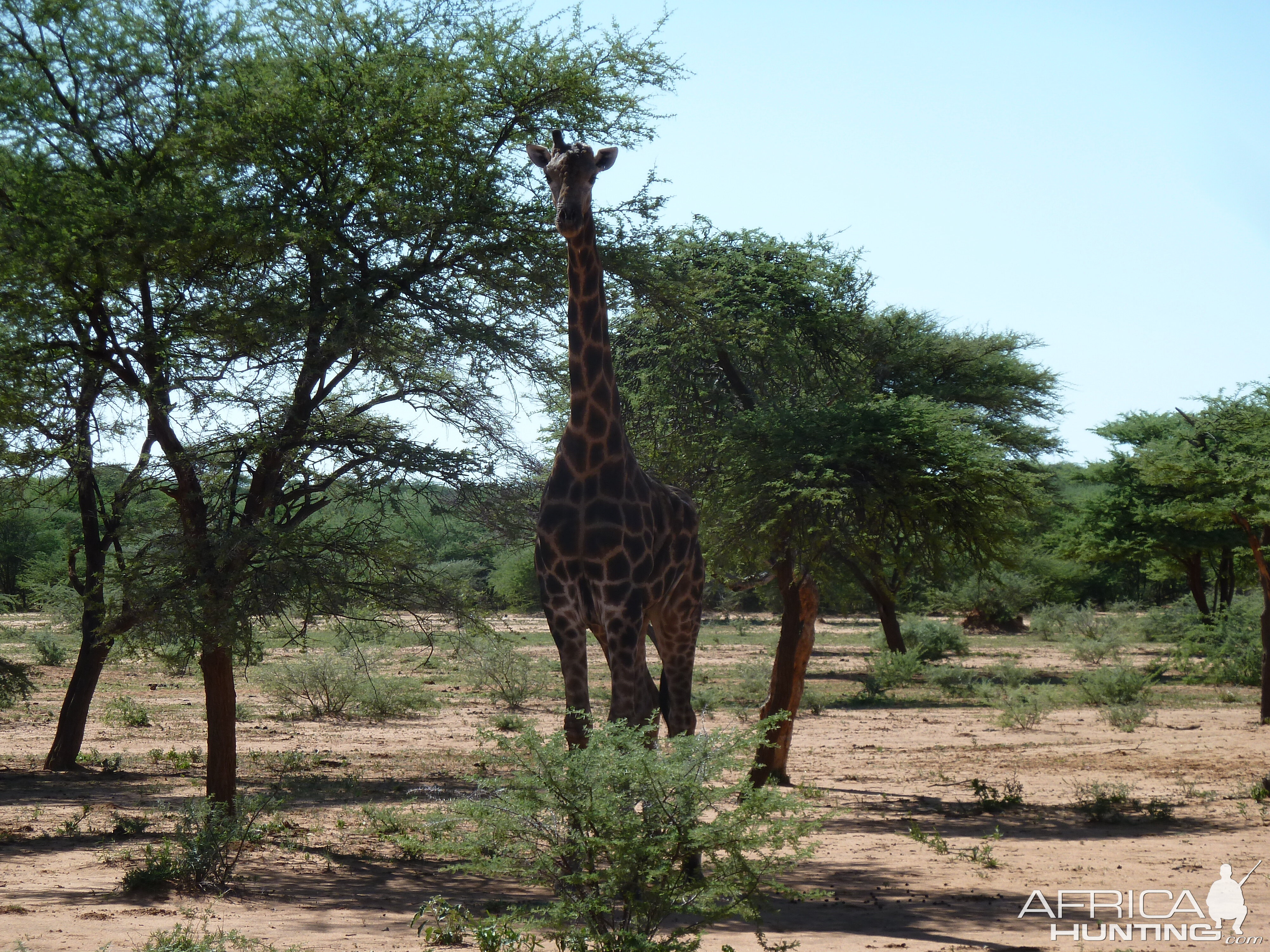 30 Year Old Giraffe Bull Namibia