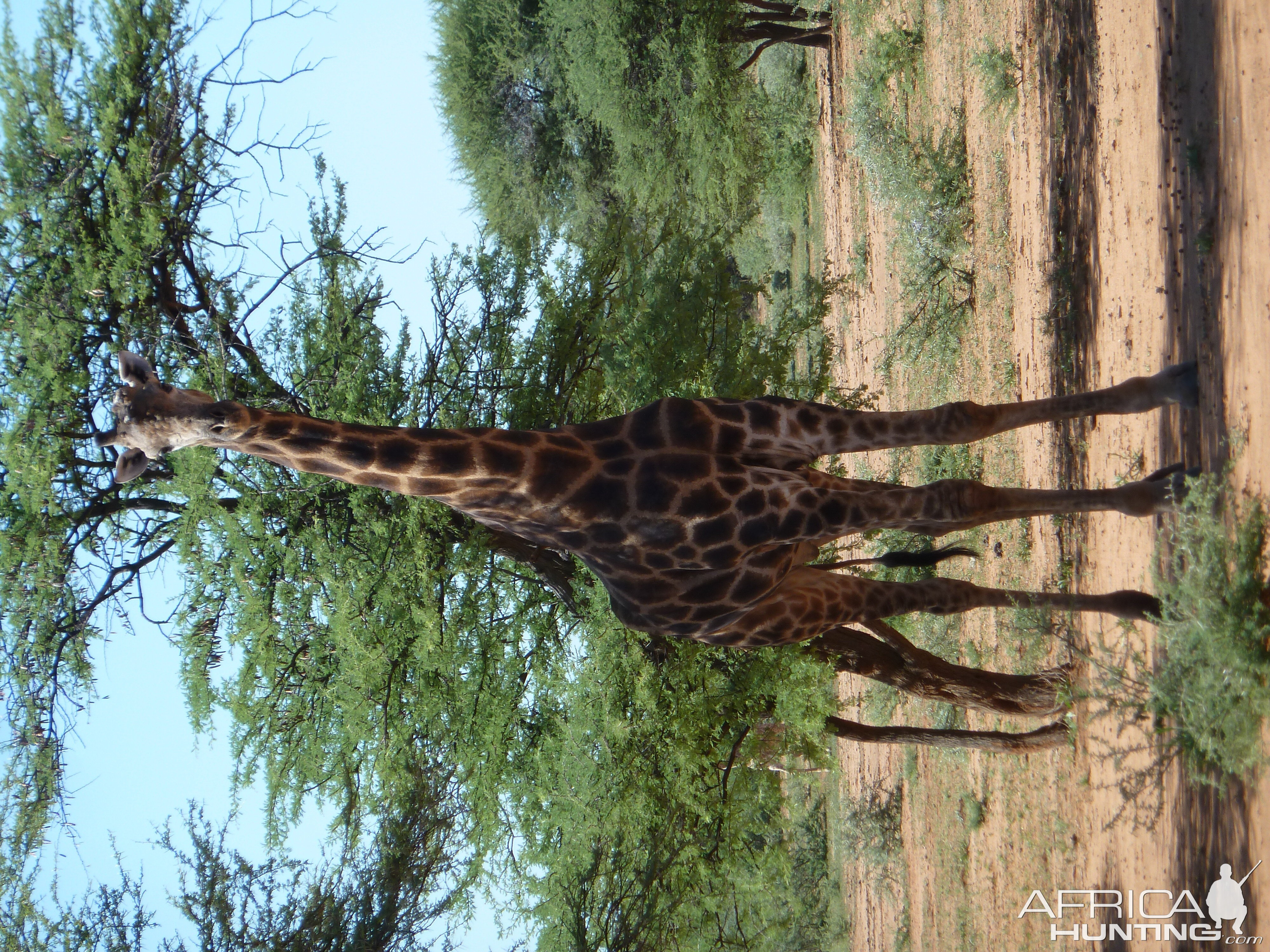 30 Year Old Giraffe Bull Namibia