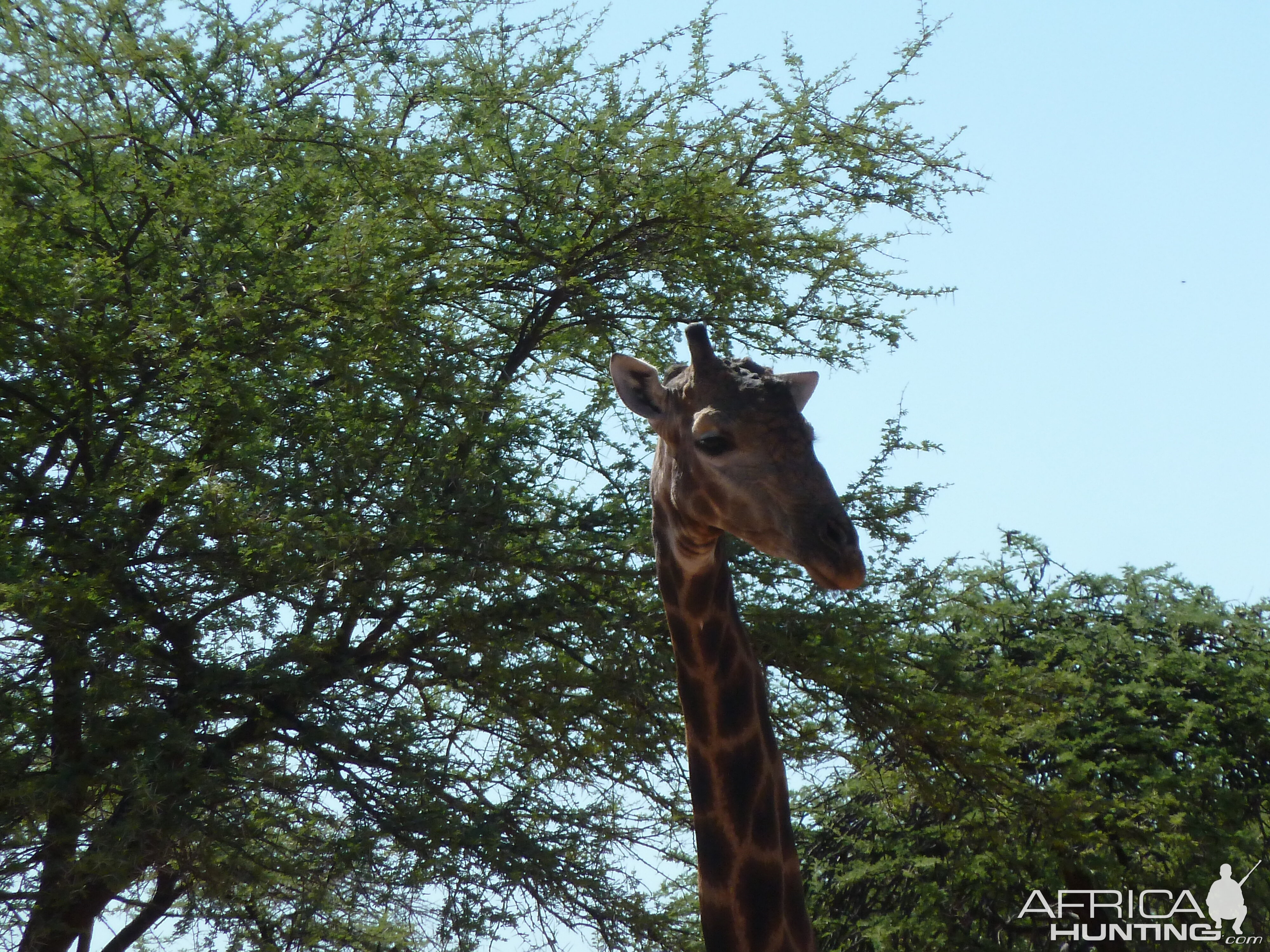 30 Year Old Giraffe Bull Namibia