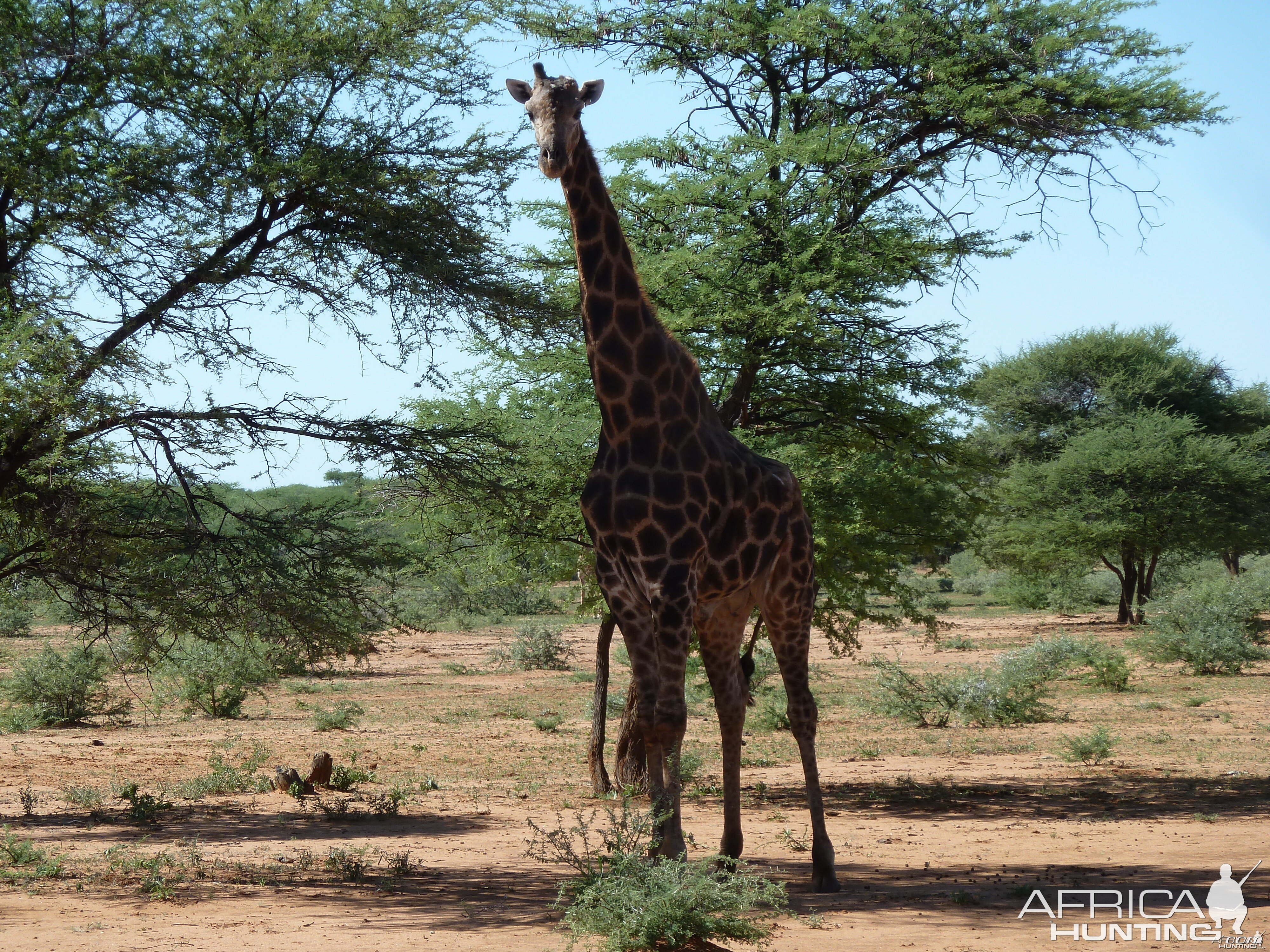 30 Year Old Giraffe Bull Namibia