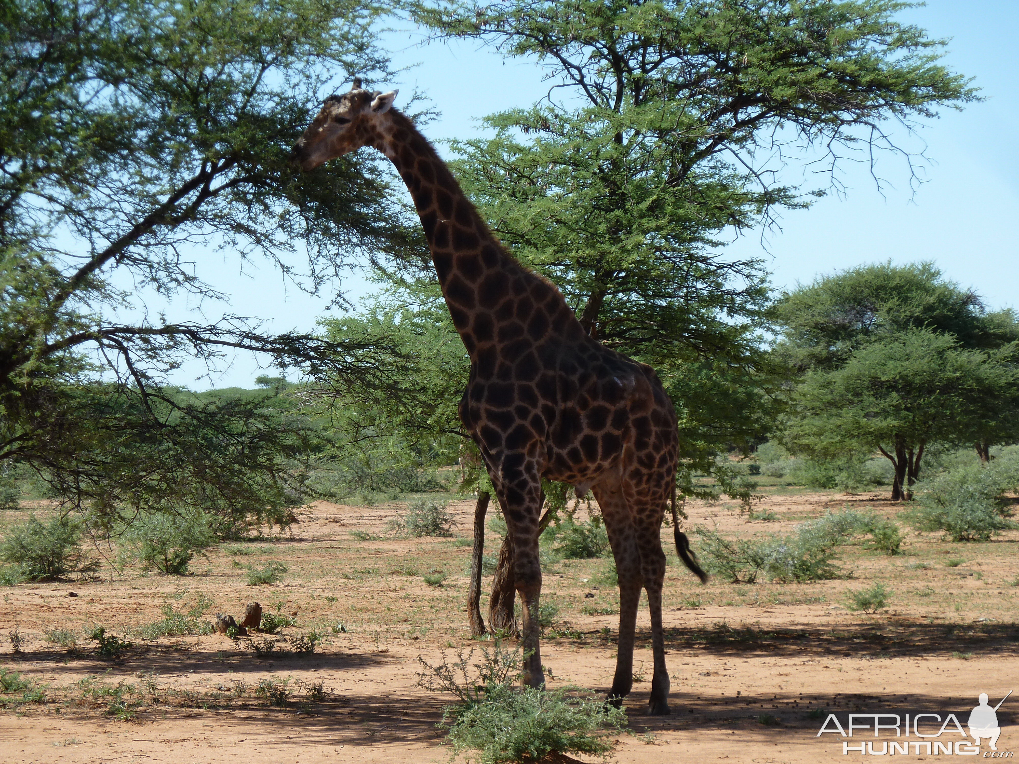 30 Year Old Giraffe Bull Namibia