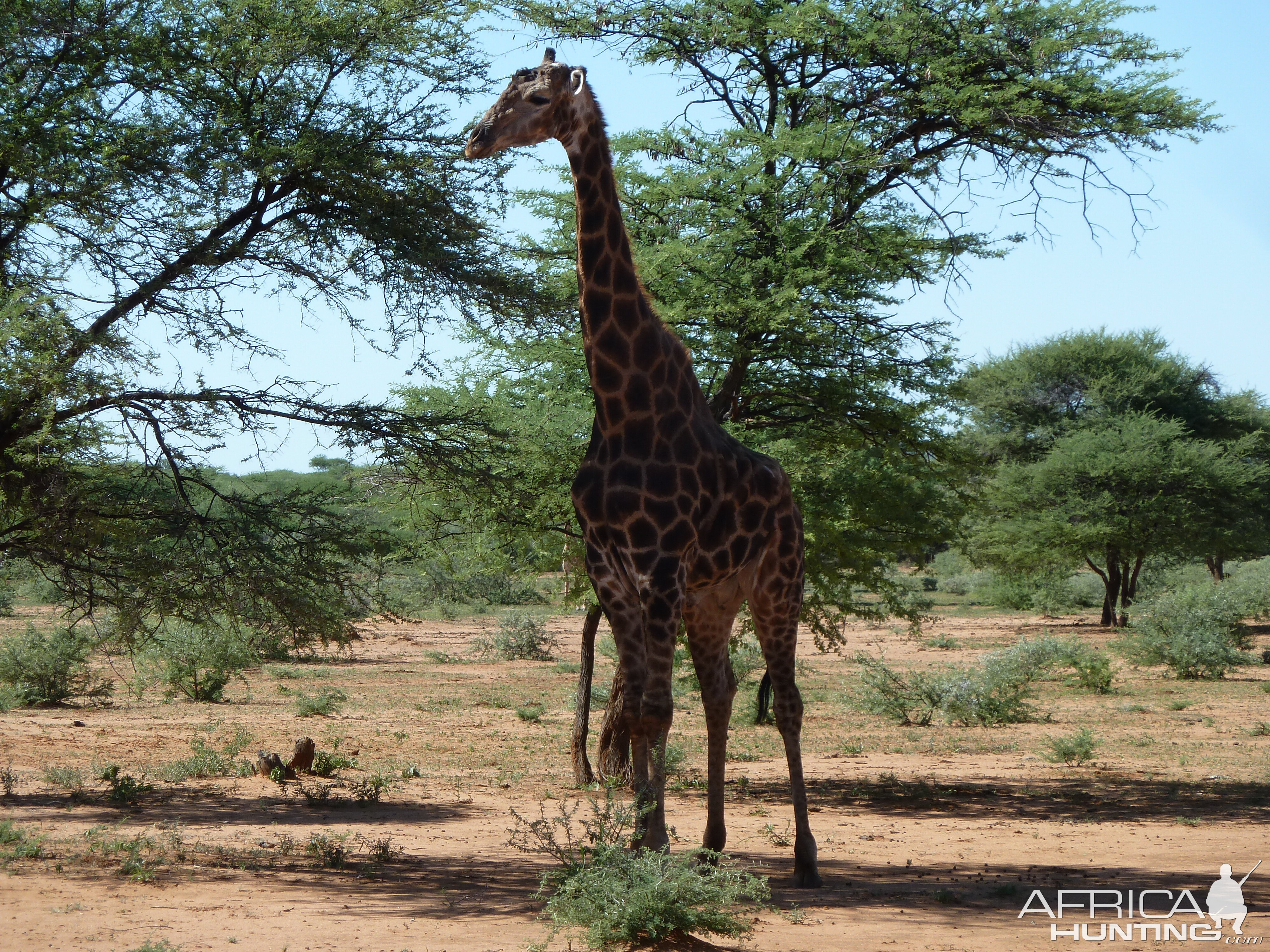 30 Year Old Giraffe Bull Namibia