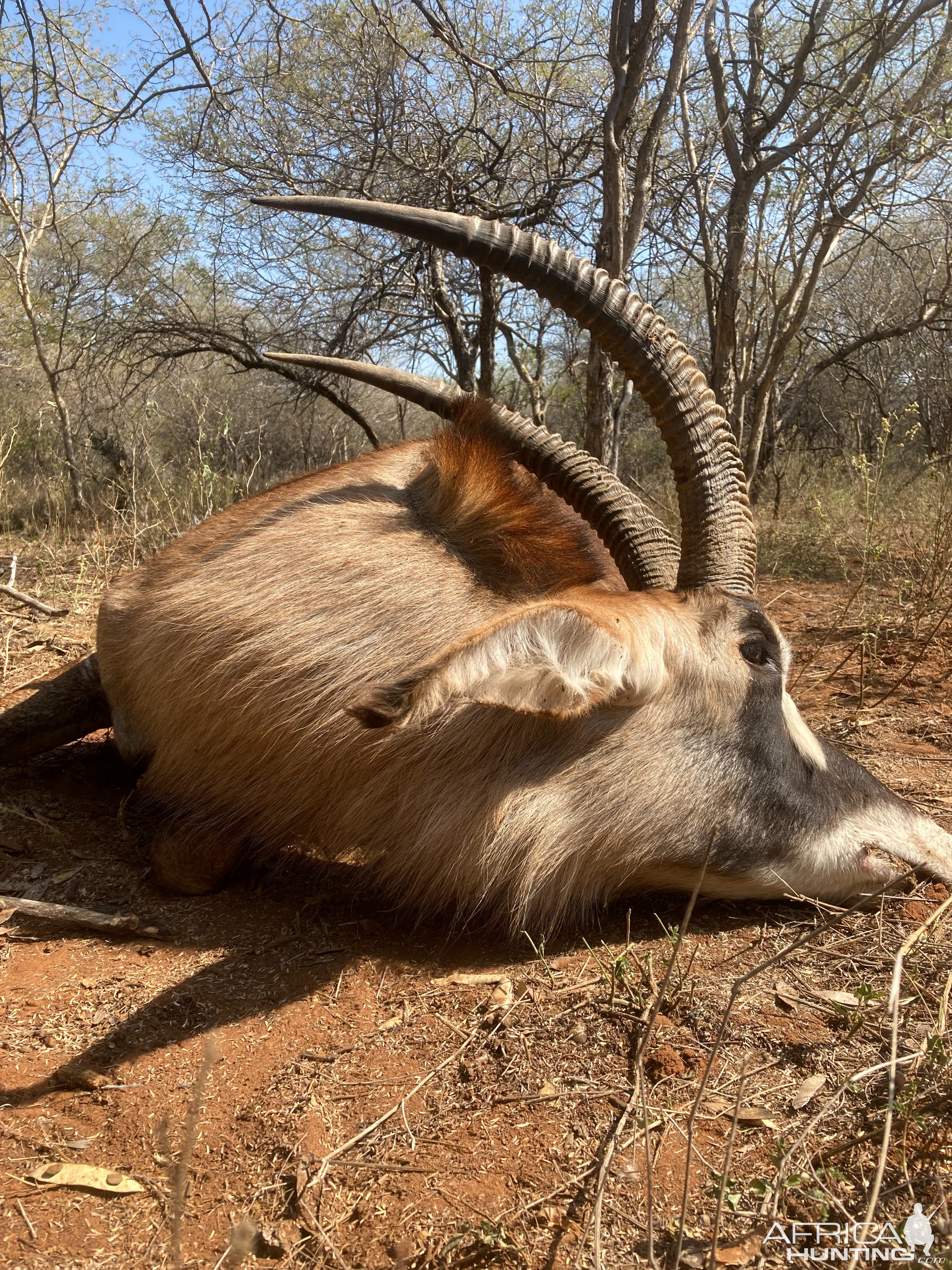 31 Inch Roan Hunt South Africa