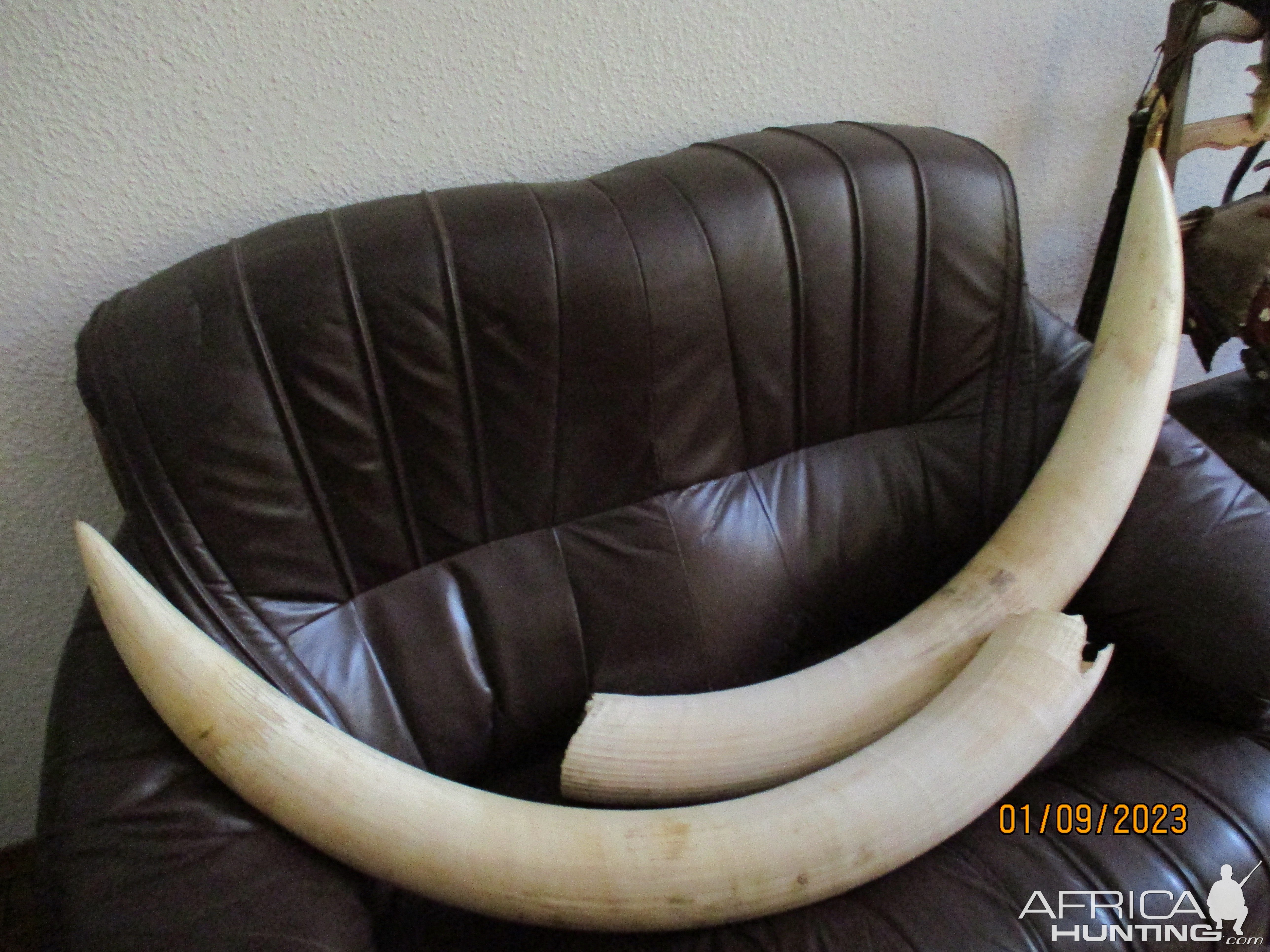 33 Pounds Elephant Tusks