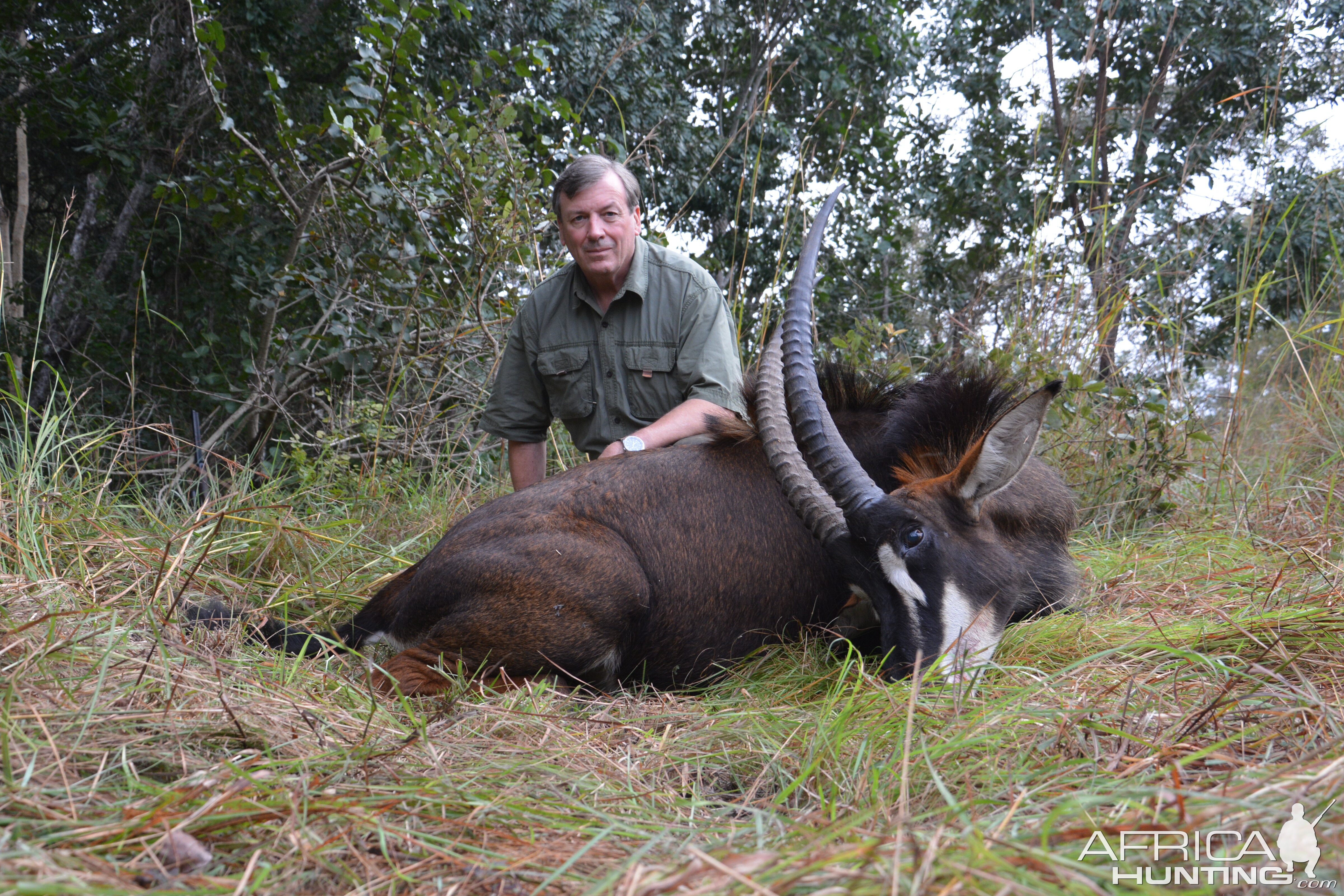 34"  Not the biggest sable - but a free range one