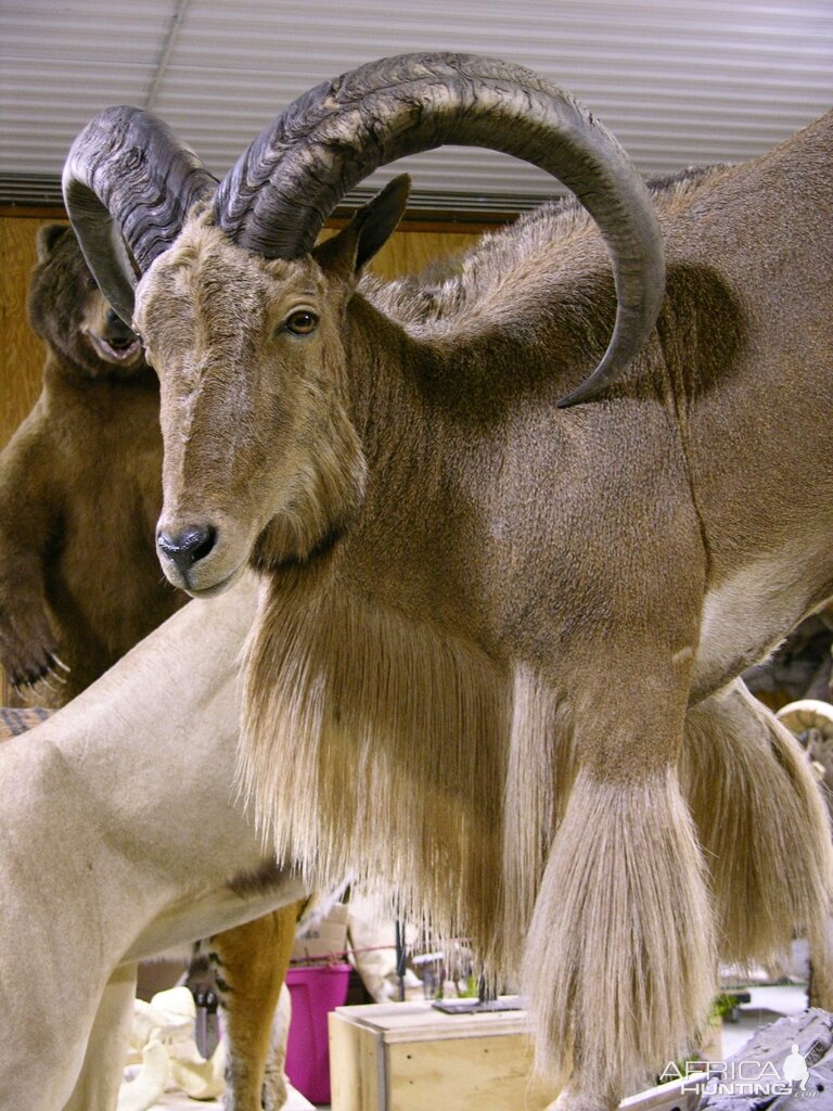 35" Aoudad Ram Full Mount Taxidermy